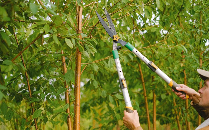 Tree trimming in Kennebec, SD