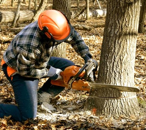 Tree Removal in Kennebec, SD